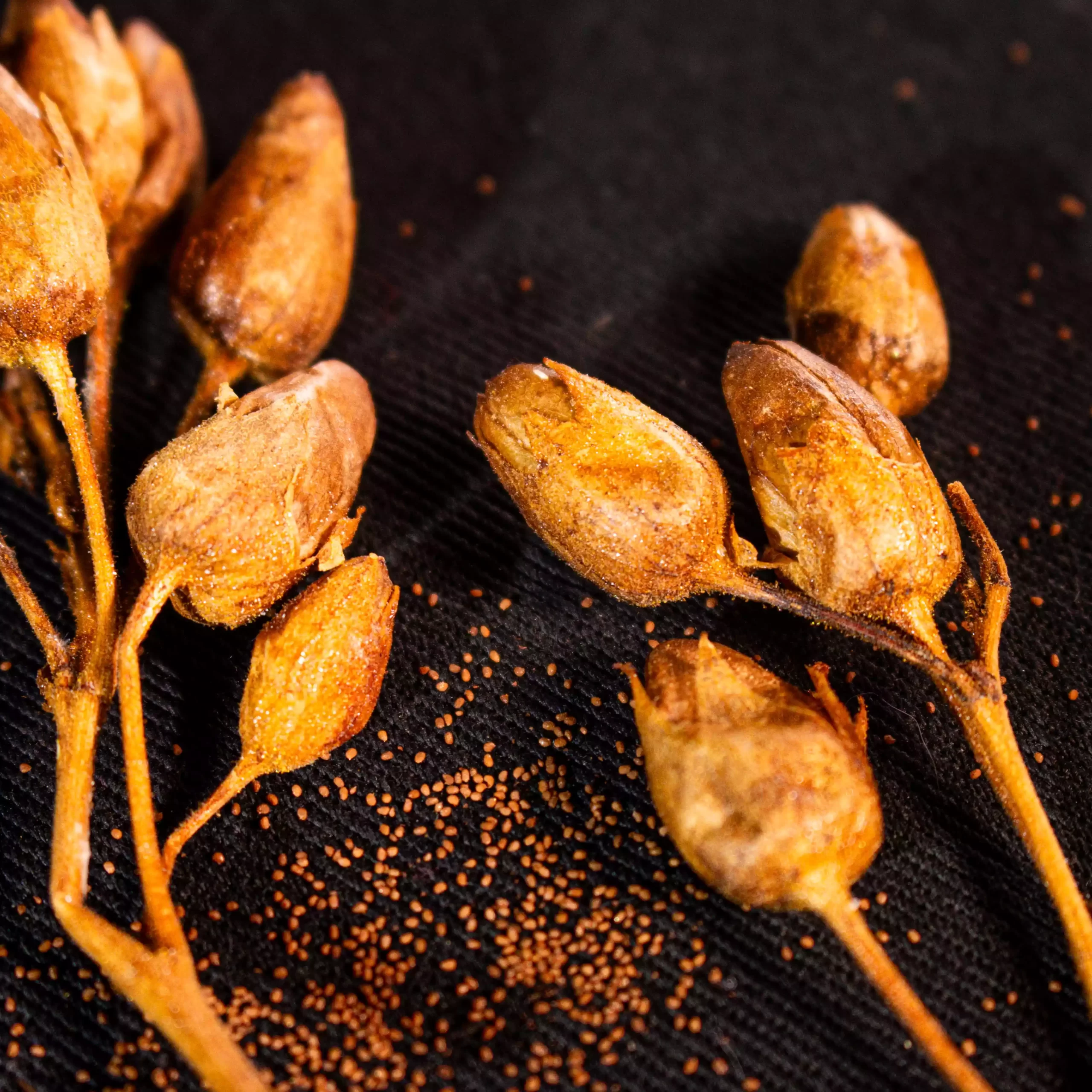 Tabaco Clásico para Armar Malevo - Imagen 2